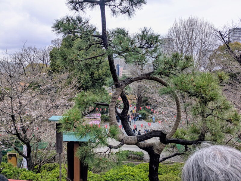 上野「月の松」